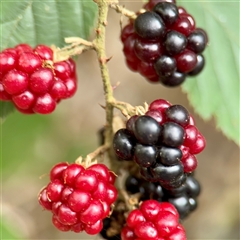 Rubus anglocandicans (Blackberry) at Lake George, NSW - 8 Mar 2025 by Hejor1