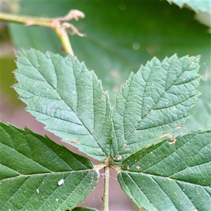 Rubus anglocandicans at Lake George, NSW - 8 Mar 2025 02:29 PM