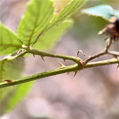 Rubus anglocandicans at Lake George, NSW - 8 Mar 2025 02:29 PM