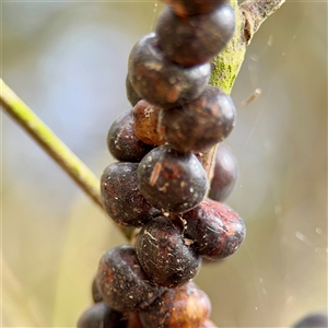 Coccoidea (superfamily) (Mealy bug or scale insect) at Lake George, NSW - 8 Mar 2025 by Hejor1