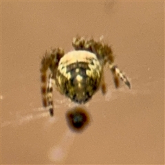 Araneus eburnus at Lake George, NSW - 8 Mar 2025 by Hejor1