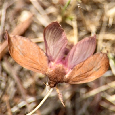 Elhamma australasiae (A Swift or Ghost moth (Hepialidae)) at Lake George, NSW - 8 Mar 2025 by Hejor1