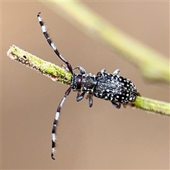 Ancita sp. (genus) (Longicorn or longhorn beetle) at Lake George, NSW - 8 Mar 2025 by Hejor1