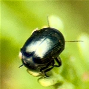 Ditropidus sp. (genus) (Leaf beetle) at Lake George, NSW - 8 Mar 2025 by Hejor1