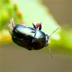 Ditropidus sp. (genus) at Lake George, NSW - 8 Mar 2025 02:19 PM