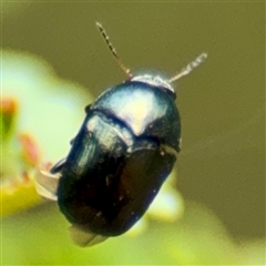 Ditropidus sp. (genus) at Lake George, NSW - 8 Mar 2025 02:19 PM