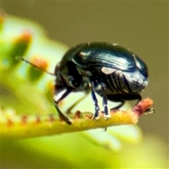 Ditropidus sp. (genus) at Lake George, NSW - 8 Mar 2025 02:19 PM