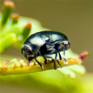 Ditropidus sp. (genus) at Lake George, NSW - 8 Mar 2025 02:19 PM
