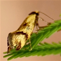 Isomoralla pyrrhoptera (A concealer moth) at Lake George, NSW - 8 Mar 2025 by Hejor1