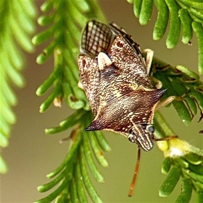 Oechalia schellenbergii (Spined Predatory Shield Bug) at Lake George, NSW - 8 Mar 2025 by Hejor1