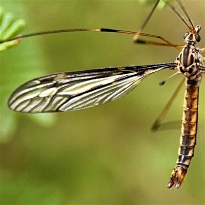 Ptilogyna sp. (genus) (A crane fly) at Lake George, NSW - 8 Mar 2025 by Hejor1