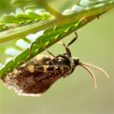 Cebysa leucotelus (Australian Bagmoth) at Lake George, NSW - 8 Mar 2025 by Hejor1