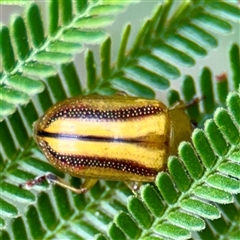 Calomela juncta (Leaf beetle) at Lake George, NSW - 8 Mar 2025 by Hejor1