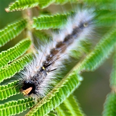 Anthela (genus) immature (Unidentified Anthelid Moth) at Lake George, NSW - 8 Mar 2025 by Hejor1