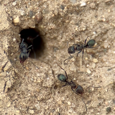 Iridomyrmex rufoniger (Tufted Tyrant Ant) at Lake George, NSW - 8 Mar 2025 by Hejor1