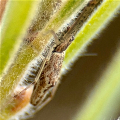 Tetragnatha sp. (genus) (Long-jawed spider) at Lake George, NSW - 8 Mar 2025 by Hejor1