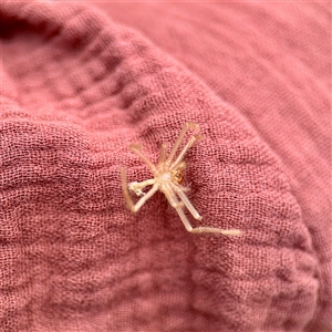 Delena cancerides (Social huntsman spider) at Lake George, NSW - 8 Mar 2025 by Hejor1