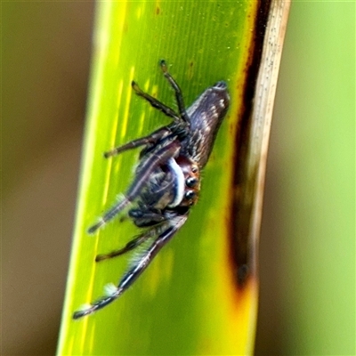 Opisthoncus sp. (genus) (Opisthoncus jumping spider) at Lake George, NSW - Yesterday by Hejor1