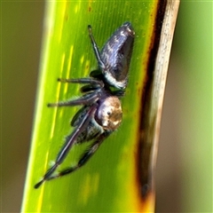 Opisthoncus sp. (genus) at Lake George, NSW - 8 Mar 2025 01:46 PM