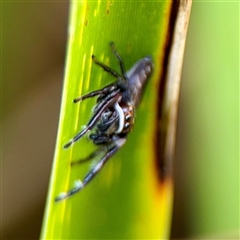 Opisthoncus sp. (genus) at Lake George, NSW - 8 Mar 2025 01:46 PM