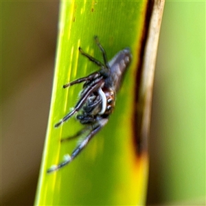 Opisthoncus sp. (genus) at Lake George, NSW - 8 Mar 2025 01:46 PM