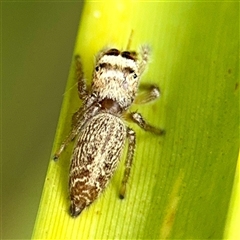 Opisthoncus sp. (genus) (Opisthoncus jumping spider) at Lake George, NSW - 8 Mar 2025 by Hejor1