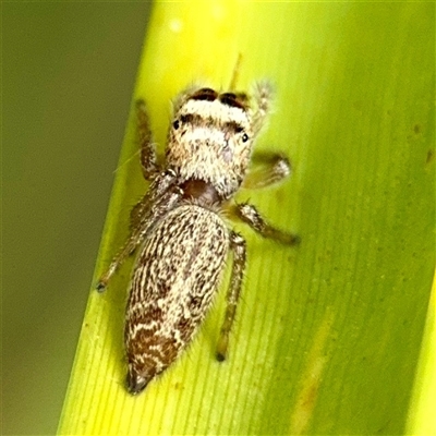 Opisthoncus sp. (genus) (Opisthoncus jumping spider) at Lake George, NSW - Yesterday by Hejor1