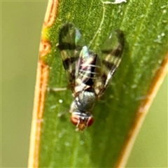 Rivellia sp. (genus) (Signal fly) at Lake George, NSW - 8 Mar 2025 by Hejor1