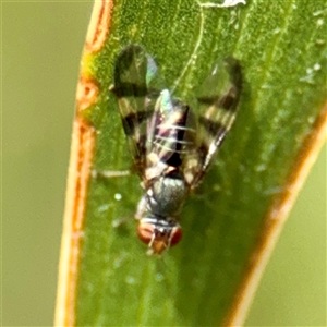 Rivellia sp. (genus) at Lake George, NSW - 8 Mar 2025 01:43 PM