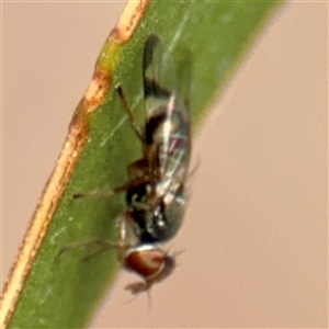 Rivellia sp. (genus) at Lake George, NSW - 8 Mar 2025 01:43 PM