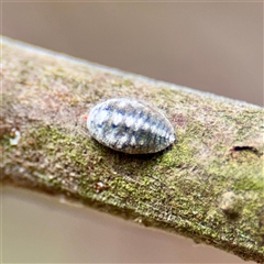 Monophlebulus sp. (genus) at Lake George, NSW - Yesterday by Hejor1