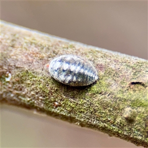 Melanococcus sp. (genus) (A mealy bug) at Lake George, NSW - 8 Mar 2025 by Hejor1