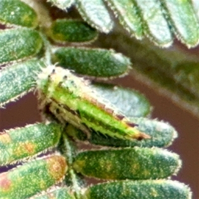 Sextius virescens at Lake George, NSW - Yesterday by Hejor1