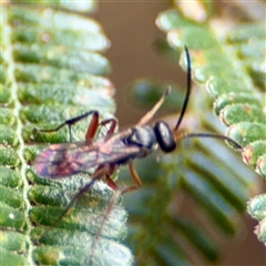 Apocrita (suborder) (Unidentified wasp) at Lake George, NSW - 8 Mar 2025 by Hejor1