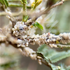 Monophlebulus sp. (genus) at Tarago, NSW - Yesterday by Hejor1