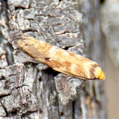 Gelechiidae (family) at Tarago, NSW - Yesterday by Hejor1