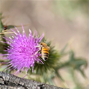 Apis mellifera at Lake George, NSW - 8 Mar 2025 01:32 PM