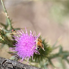 Apis mellifera at Lake George, NSW - 8 Mar 2025 01:32 PM