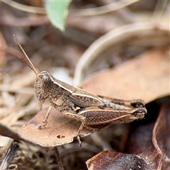 Phaulacridium vittatum (Wingless Grasshopper) at Lake George, NSW - 8 Mar 2025 by Hejor1