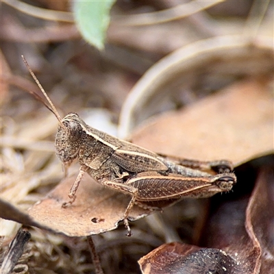 Phaulacridium vittatum (Wingless Grasshopper) at Lake George, NSW - 8 Mar 2025 by Hejor1