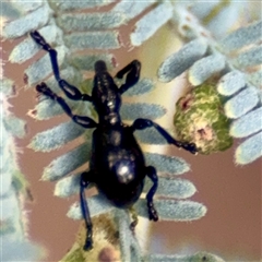 Rhynolaccus sp. (genus) (Rhynolaccus weevil) at Lake George, NSW - Yesterday by Hejor1