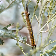 Nataxa flavescens at Lake George, NSW - Yesterday by Hejor1