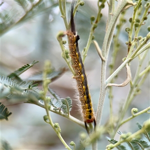 Nataxa flavescens (Nataxa Moth) at Lake George, NSW - 8 Mar 2025 by Hejor1