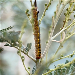 Nataxa flavescens at Lake George, NSW - 8 Mar 2025 01:26 PM