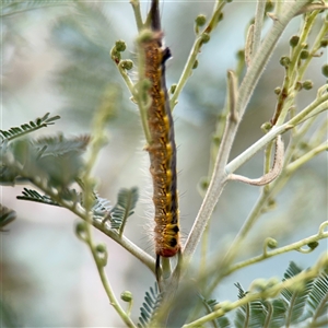 Nataxa flavescens at Lake George, NSW - 8 Mar 2025 01:26 PM