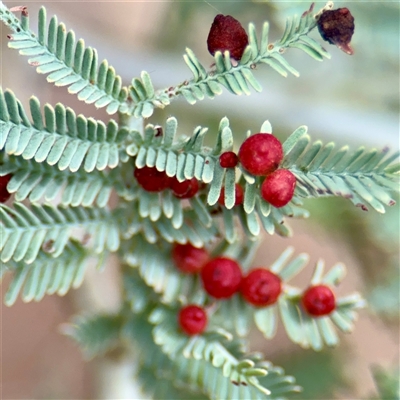 Austroacacidiplosis botrycephalae at Lake George, NSW - Yesterday by Hejor1