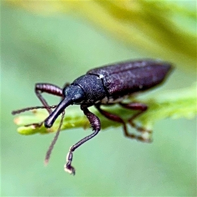 Rhinotia sp. (genus) at Lake George, NSW - 8 Mar 2025 by Hejor1