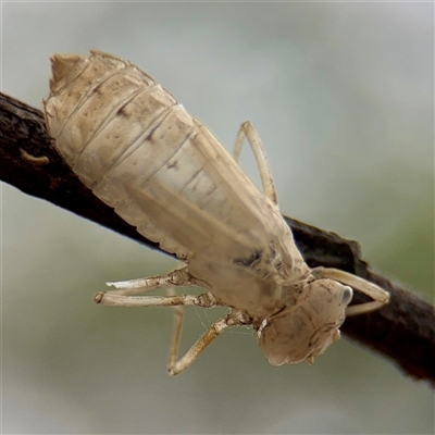 Anisoptera (suborder) at Tarago, NSW - Yesterday by Hejor1