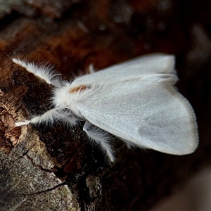 Lymantriinae (subfamily) (Unidentified tussock moths) at Tarago, NSW - 8 Mar 2025 by Hejor1