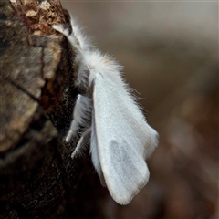 Lymantriinae (subfamily) at Tarago, NSW - 8 Mar 2025 01:04 PM